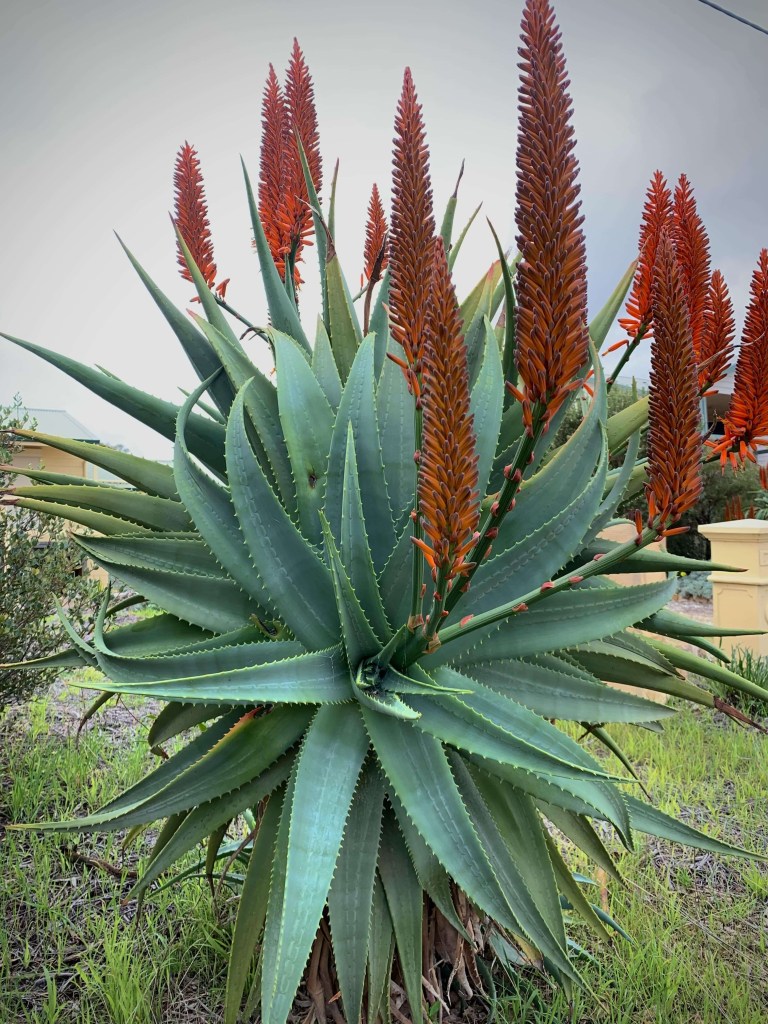 Close up photo of an aloe plant with its bright red flowers. 