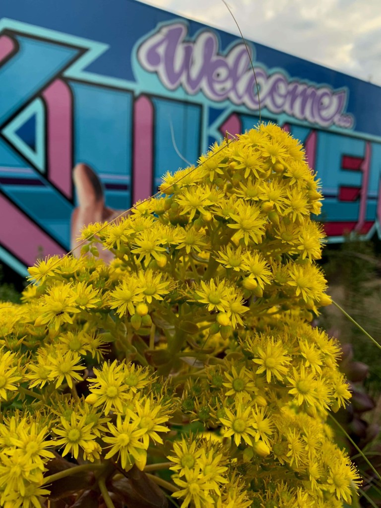 Close up photo of the cone-shaped bunch of yellow flowers of a succulent.