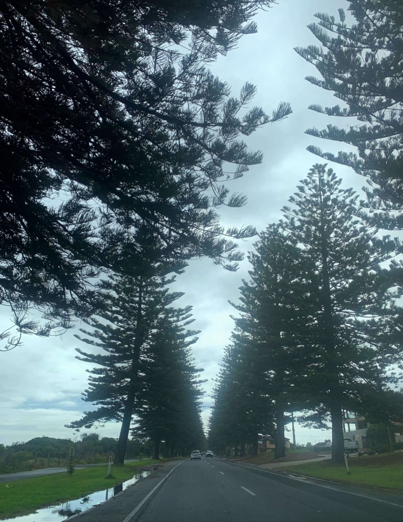 Photo of a road with an aisle of Norfolk Island pine trees on either side. 