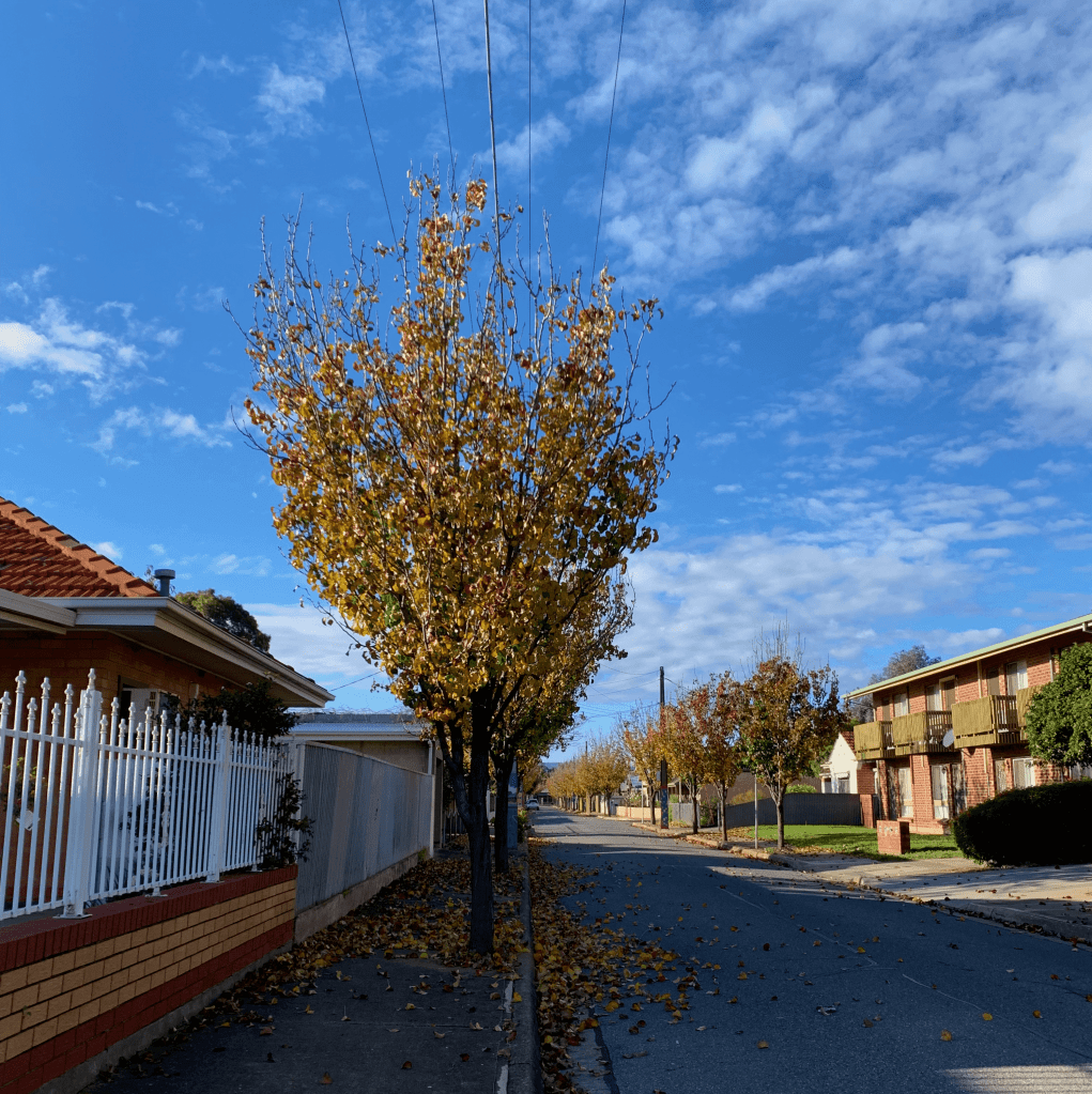 Photo of a suburban street with yellowing trees on either side. 