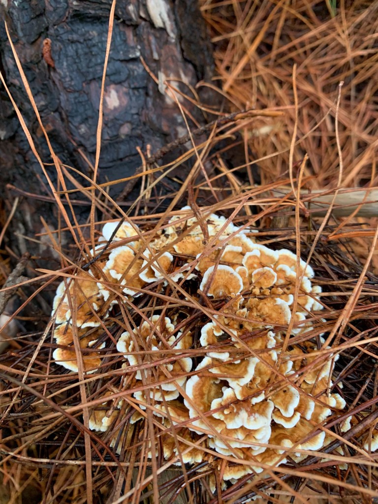 Close up photo of some mushrooms on the foot of a pine tree, with pine straw scattered over them.