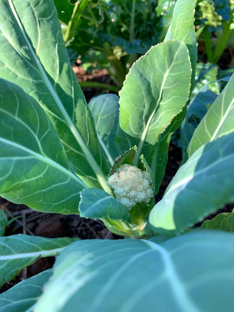 Close up photo of a small cauliflower on the making. 