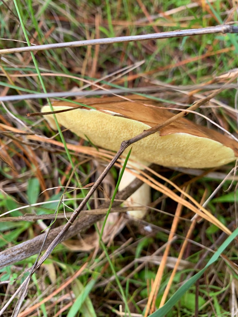 Close up photo of a big, flat mushroom tipped on its side. 