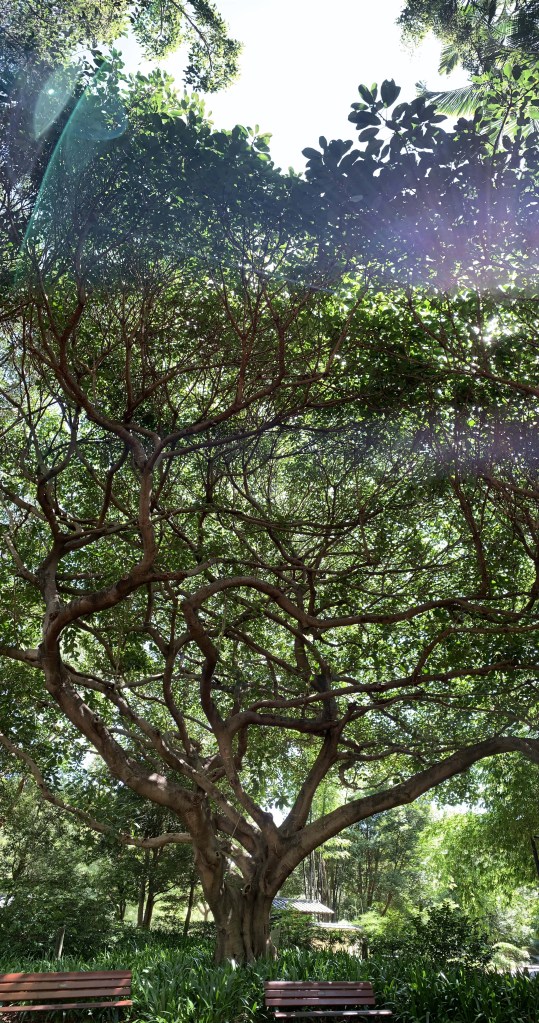 Photo of a gigantic tree, with thick branches spreading pell mell in all directions. 