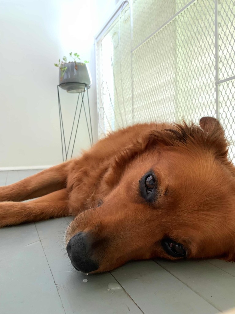 Close up photo of a golden retriever laying on his side, looking straight into the camera.