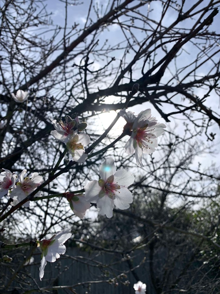 Close up photo of almond flowers, with the winter sun in the background. 