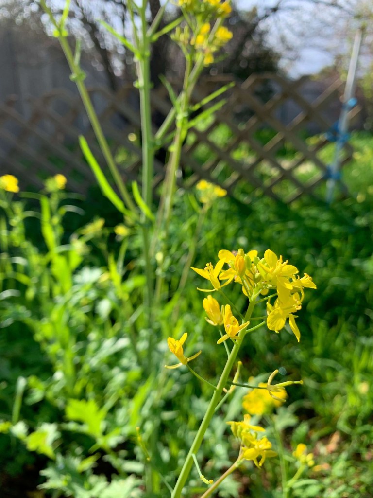 Close up photo of the bright yellow flowers of the mustard plant, taken on a sunny day. 