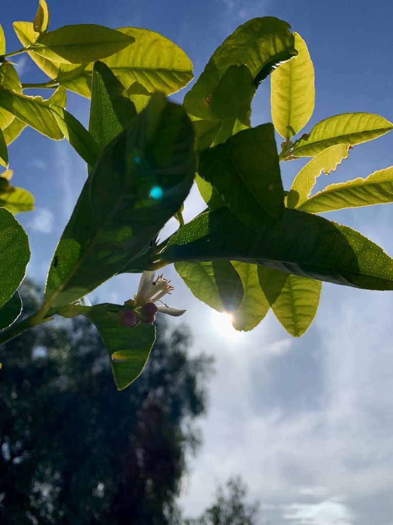 Close up photo of the leaves and flower of a citrus plant, taken from below the plant, overlooking the winter sun shining down from a cloudless sky. 