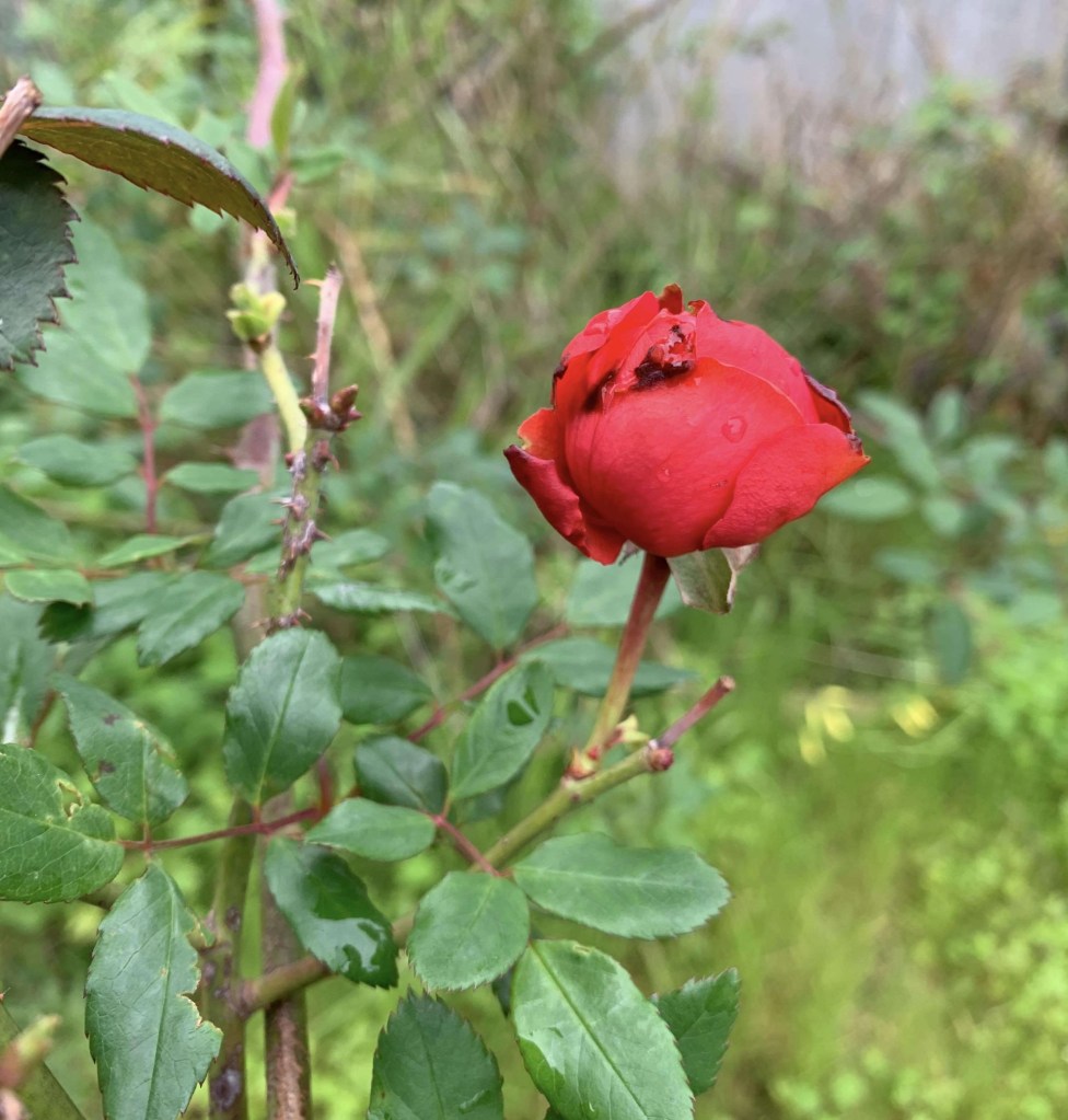 Close up photo of a red rose on the bush, with rain drops on it. 