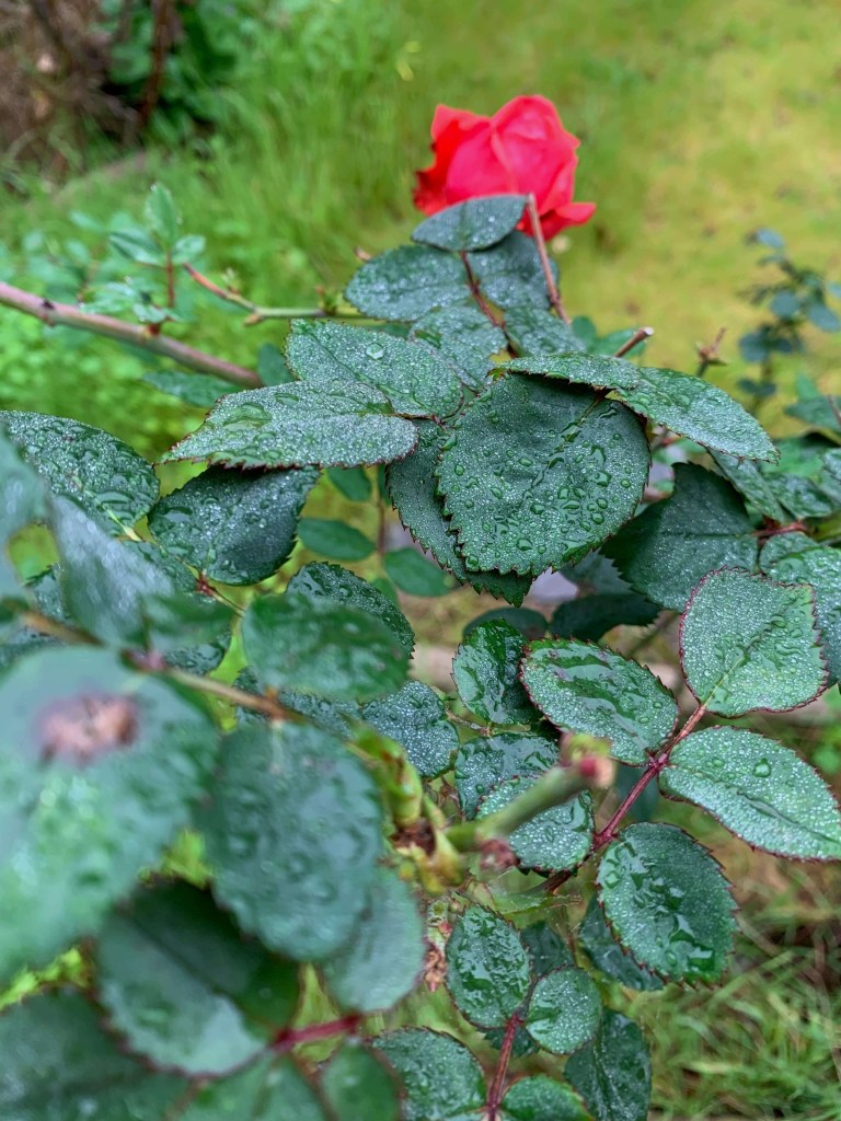 Close up photo of water droplets on the leaves of a rose bush. 