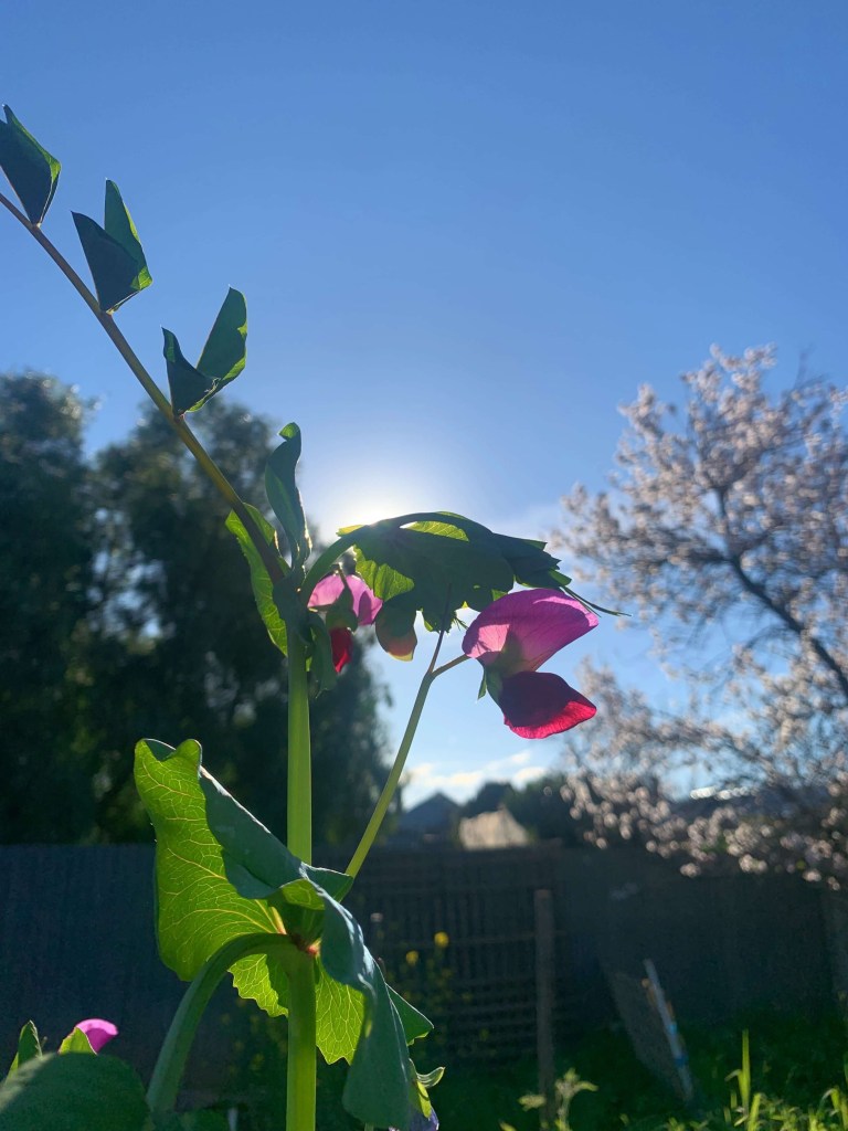 Close up photo of the flowers of a purple-podded pea plant, with the afternoon sun in the background. 