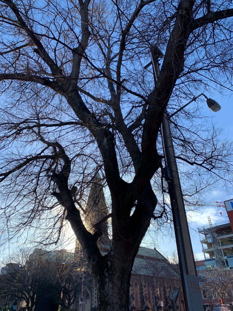 Photo of a leafless tree nearby a church, with the afternoon sun shining from behind it.