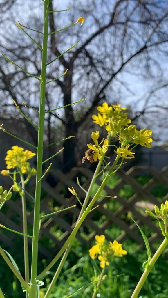 Close up photo of a bee, swarming around a bright yellow flower.