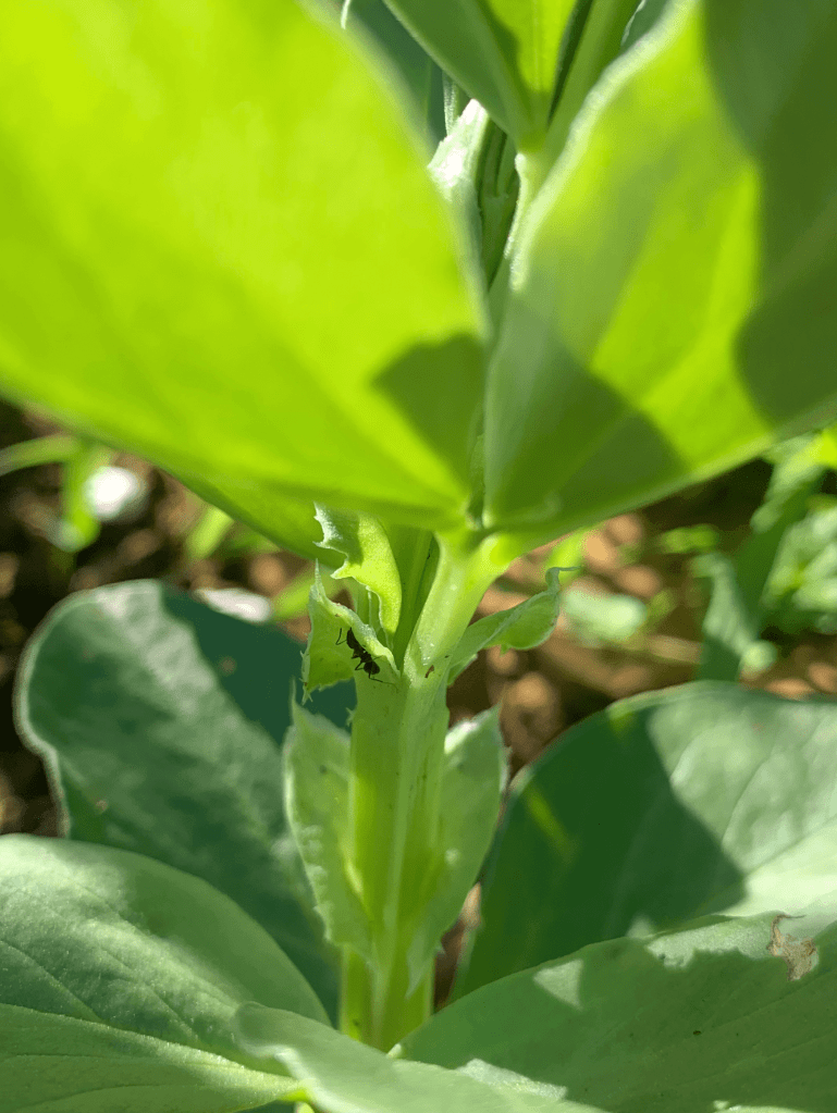 Close up photo of a black ant on a broad bean plant. 