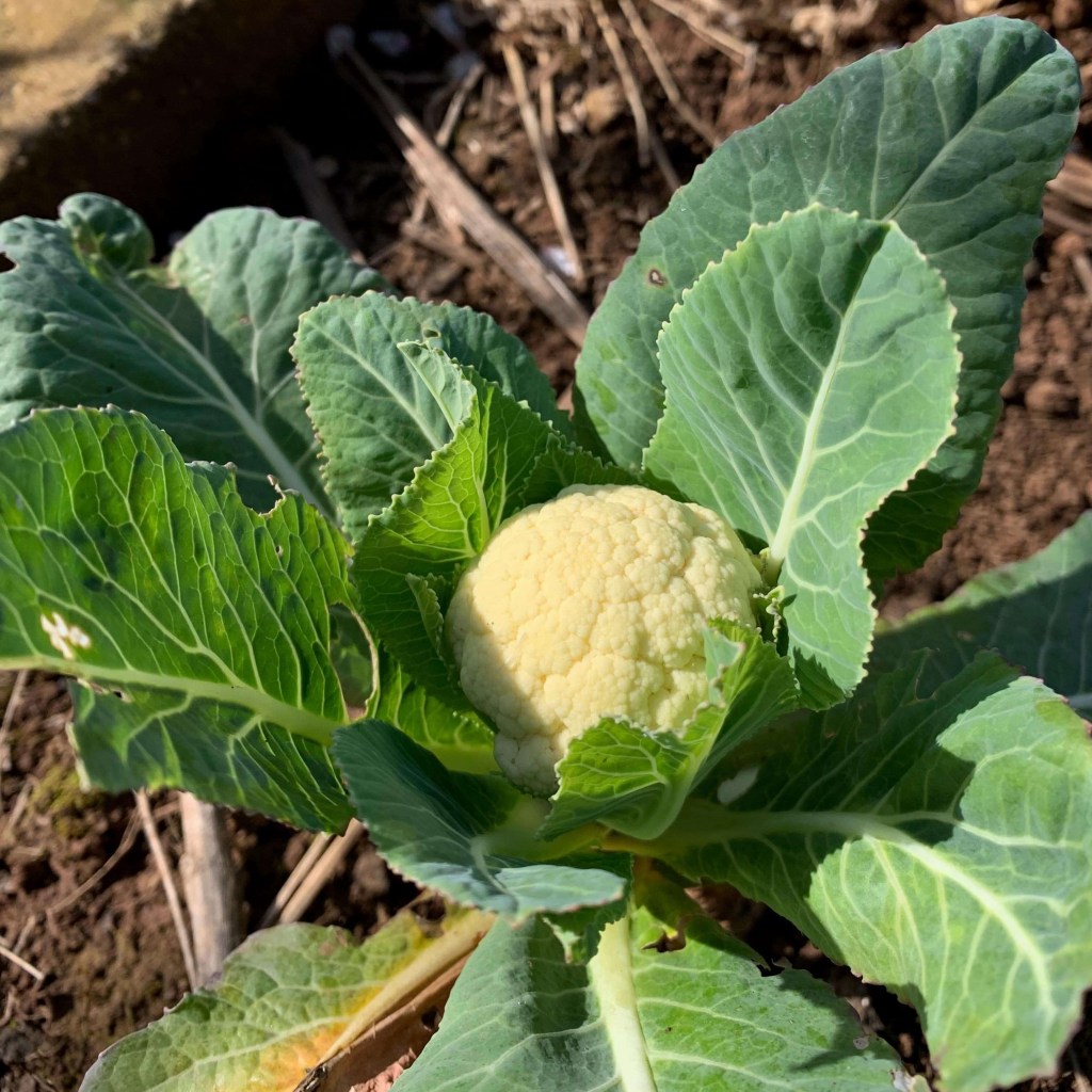 Close up photo of a small head of cauliflower, some of its leaves chewed by bugs. 