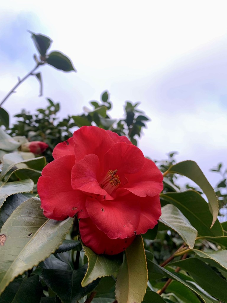 Close up photo of a big red flower that’s past its prime. It’s still fresh, but starting to brown on the edges and developing spots on its petals. 