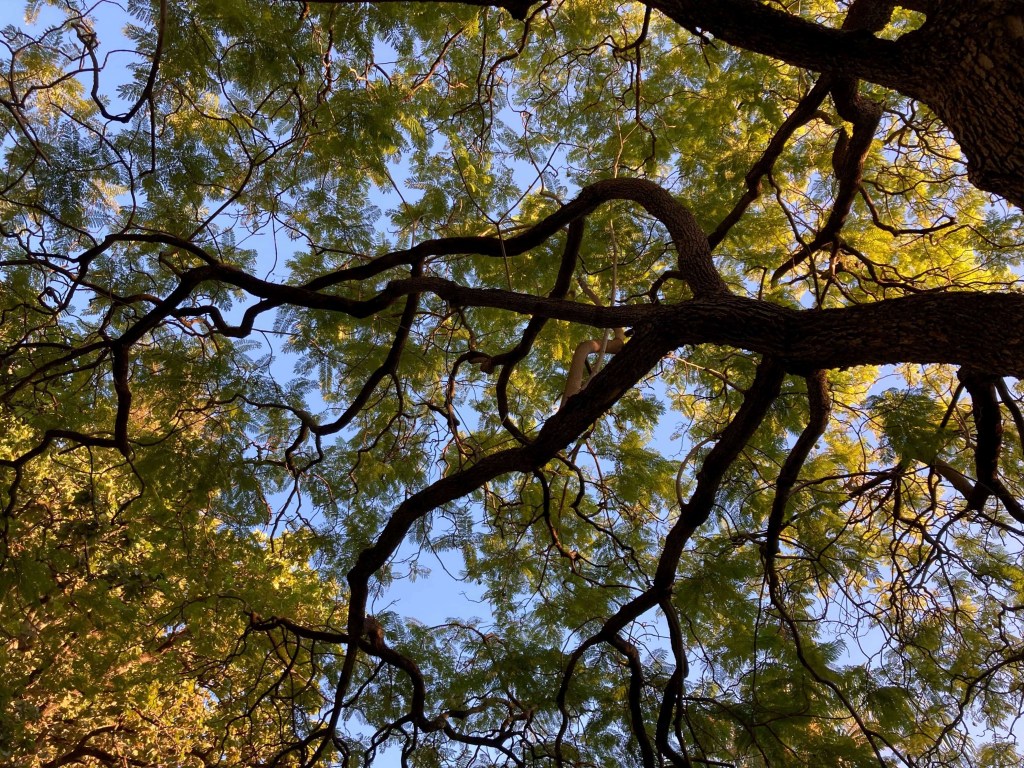 Photo of the widespread branches of a tree, as seen from below its canopy. 