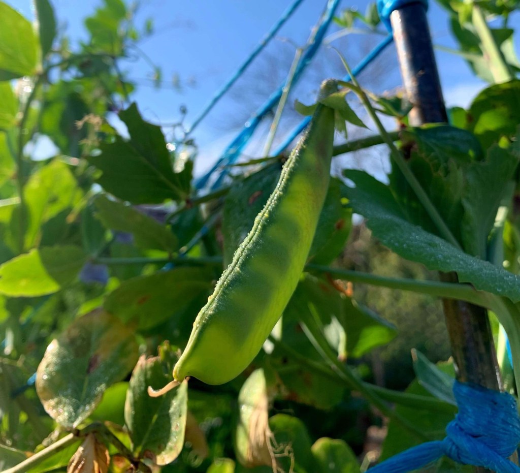 Close up photo of a pea pod, four young peas visible in the afternoon sunlight. 