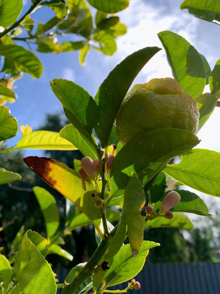 Close up photo of a lemon and a few buds on the same branch, as seen from below. 