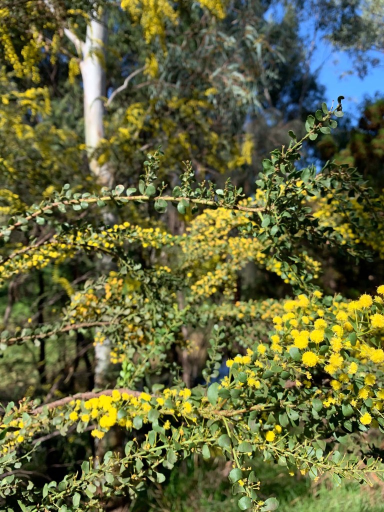 Photo of a wall of wattle flowers. 