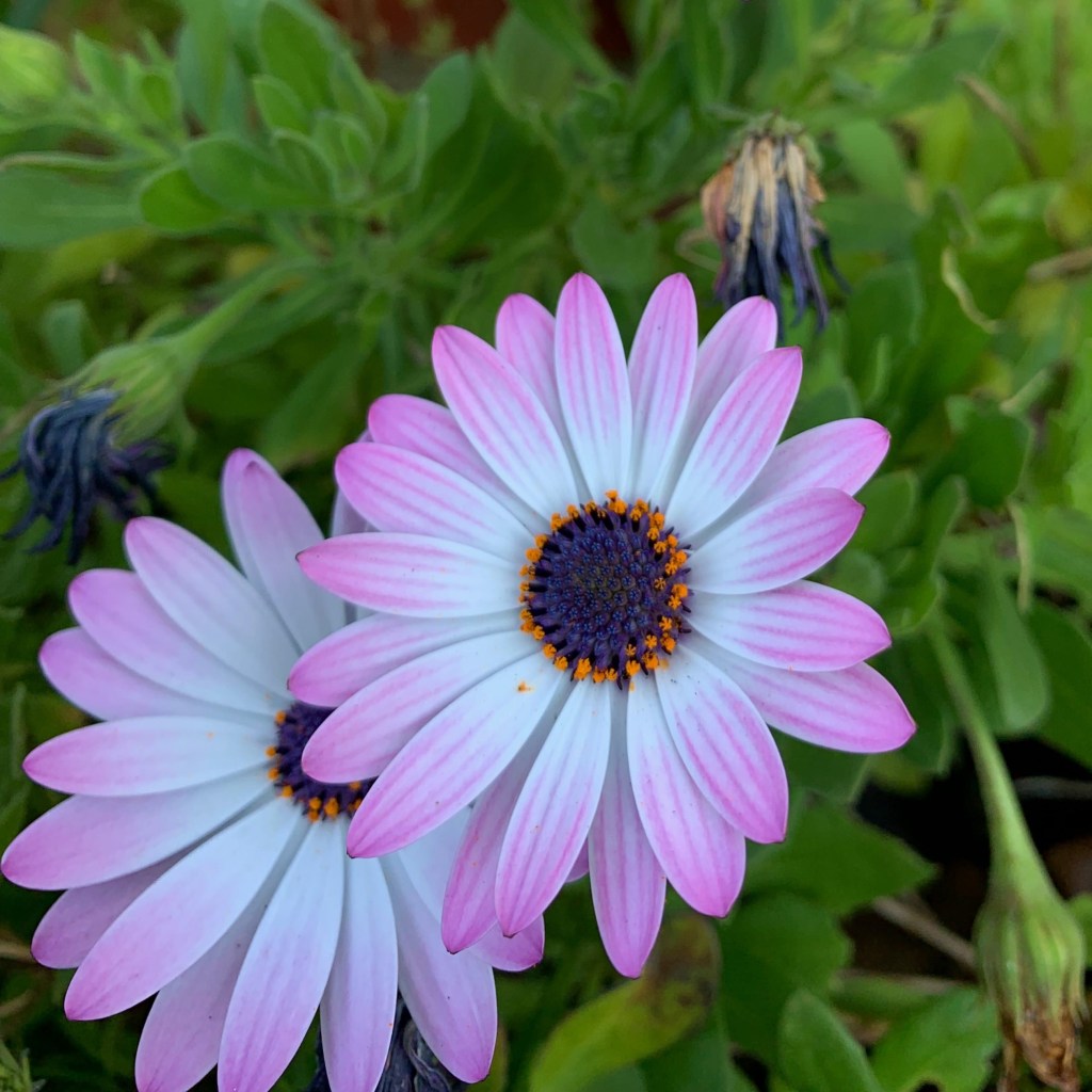 Close up phot of a couple of daisies in the bush. 