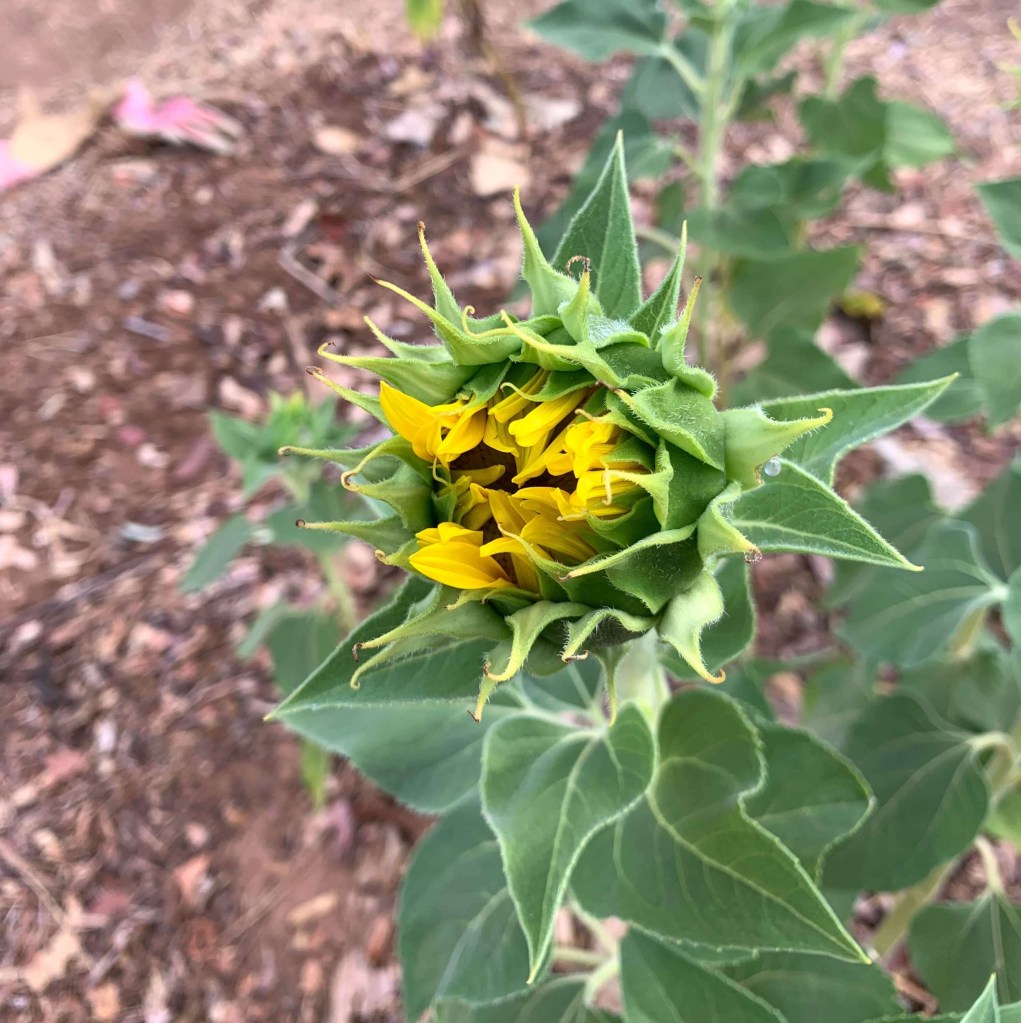 Close up photo of a sunflower clops on, its petals starting to open. 
