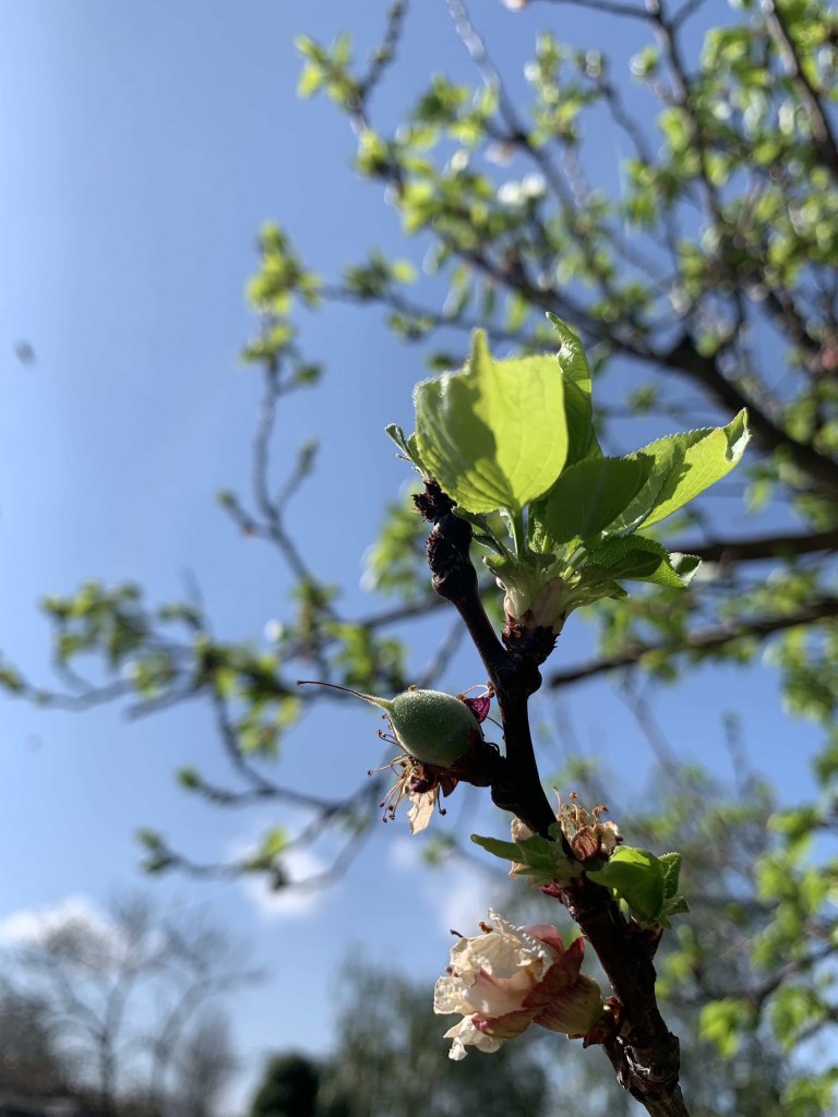 Close up photo of a tiny apricot fruit on the tree. 