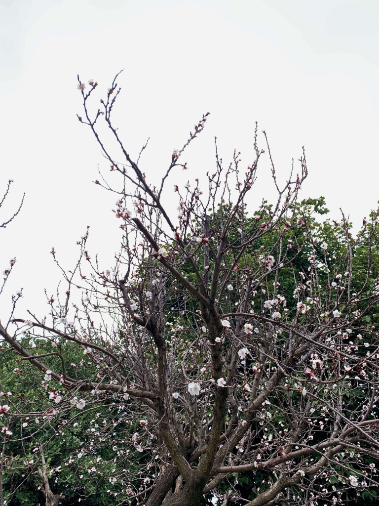 Photo of white apricot flowers on bare tree branches, against a gloomy and cloudy spring day. 