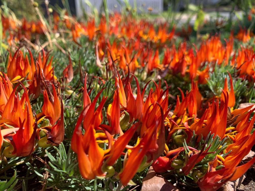 Close up photo of parrot’s beak plants covering the ground. 