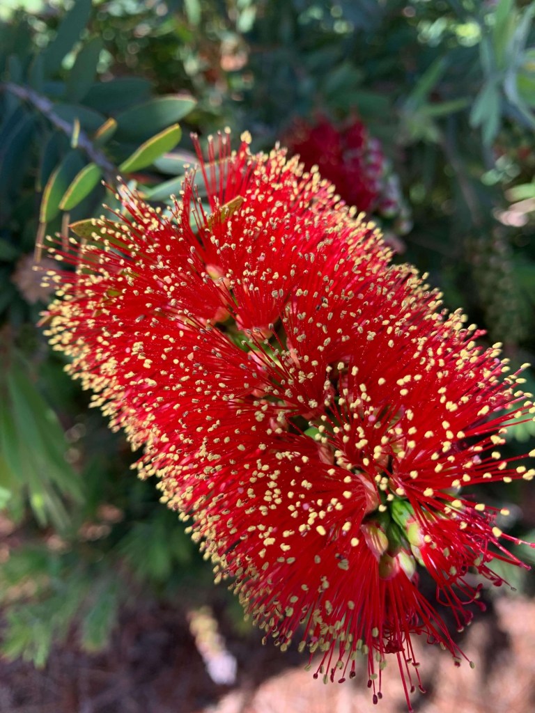 Close up photo of a vibrant bottlebrush. 