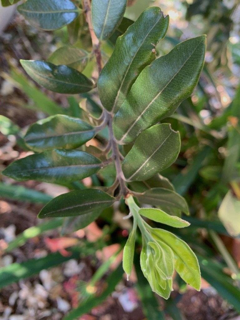 Close up photo showing new growth on a giant, old tree. 