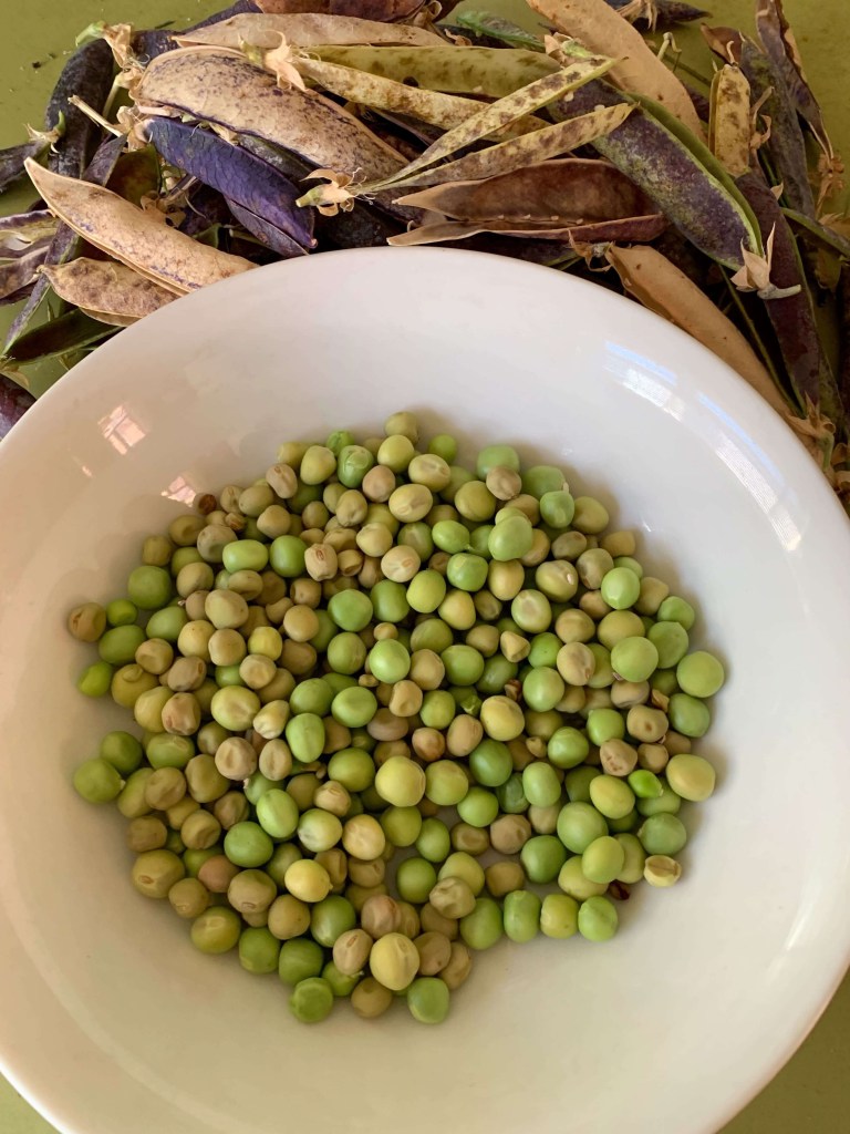 Close up photo of a bowl of dried peas, and empty pea pods along the edge of the bowl. 
