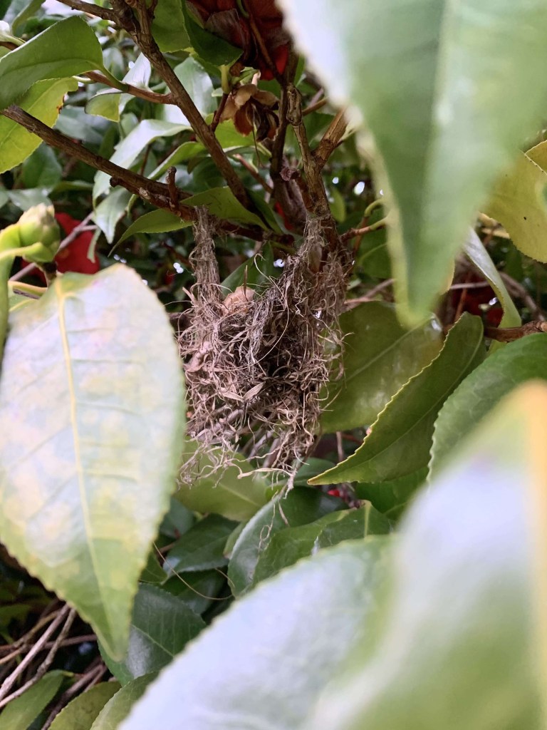 Close up photo of a bird’s nest, crumbling between the branches of a flower tree. 