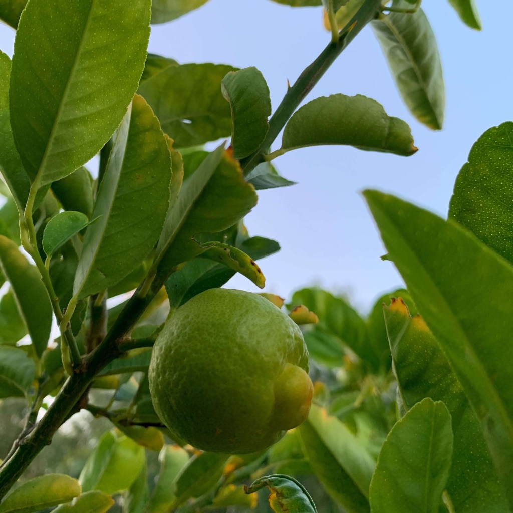 Close up photo of a small key lime fruit on the tree, behind its leaves. 