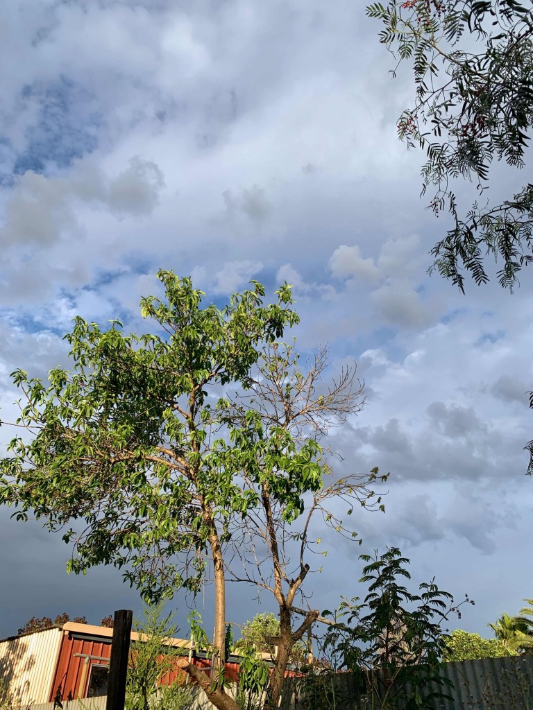 Photo of an old and peach tree, many of its old branches snapped away. 