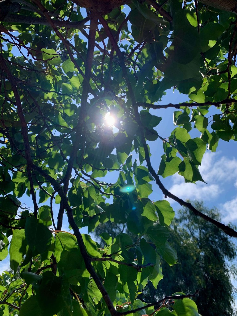 Photo of the afternoon sun shining through the canopy of a fruit tree. 