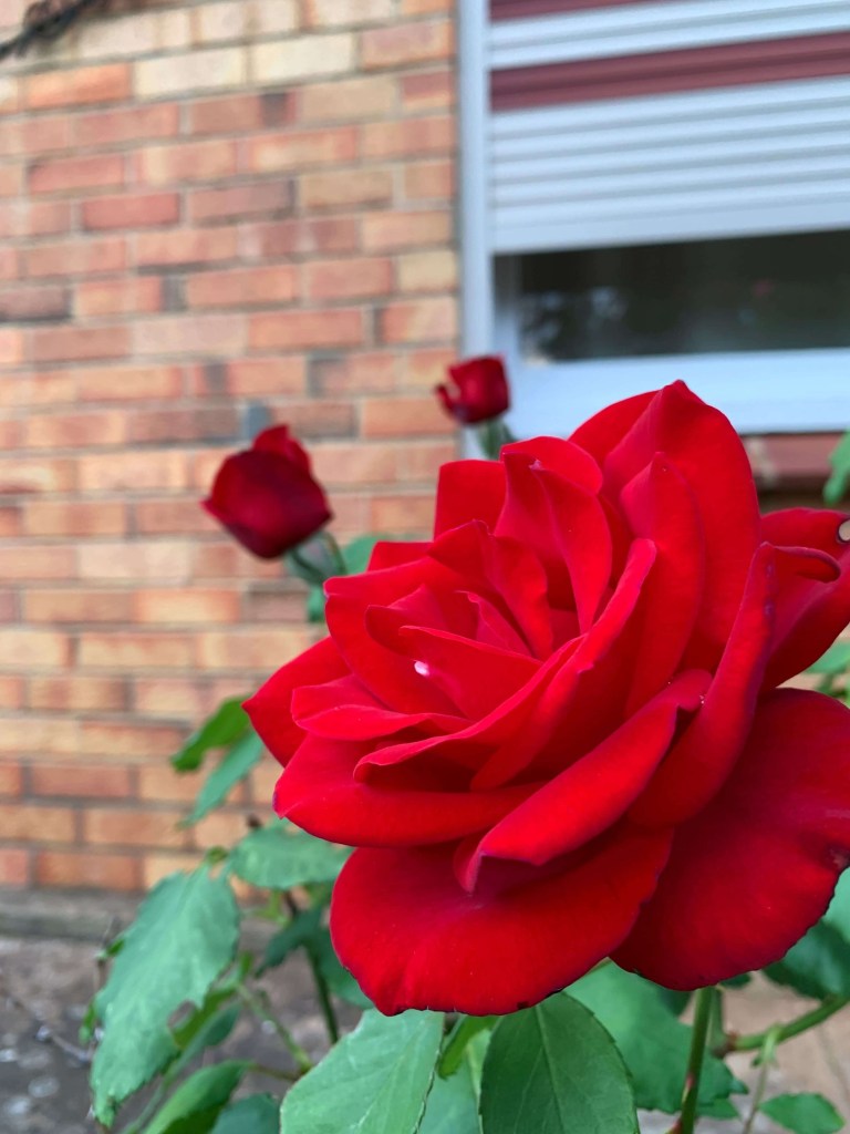 Close up photo of a brilliant red rose, with two red rose buds in the background. 