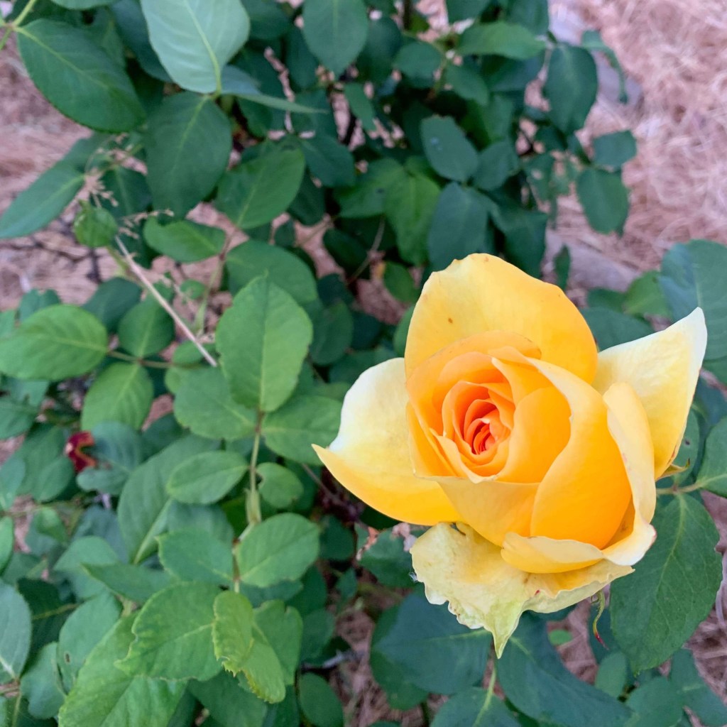 Close up photo of a yellow rose bud, with tightly wrapped petals. 
