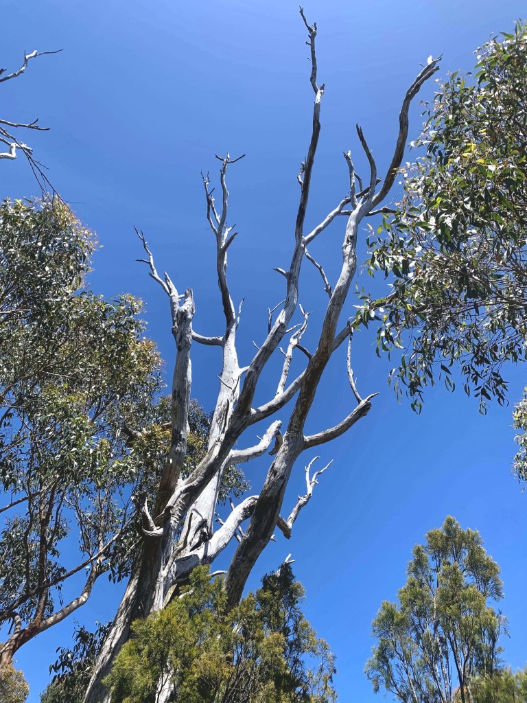 Photo of dead gum tree barks against a cloudless blue sky. 