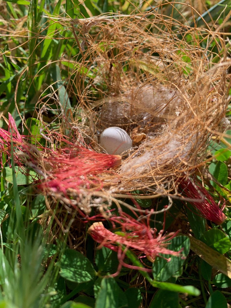 Close up photo of a tiny bird’s egg in a nest, on the ground, surrounded by grass. 