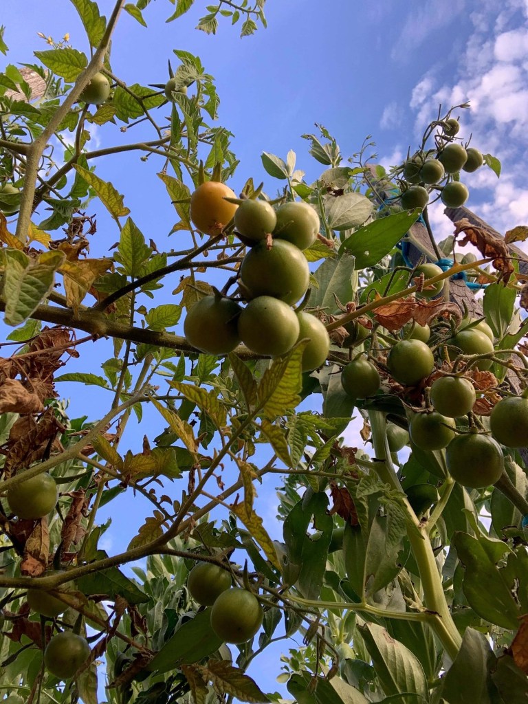 Close up photo of three tomato plants and several unripe cherry tomatoes entwined with one another. 