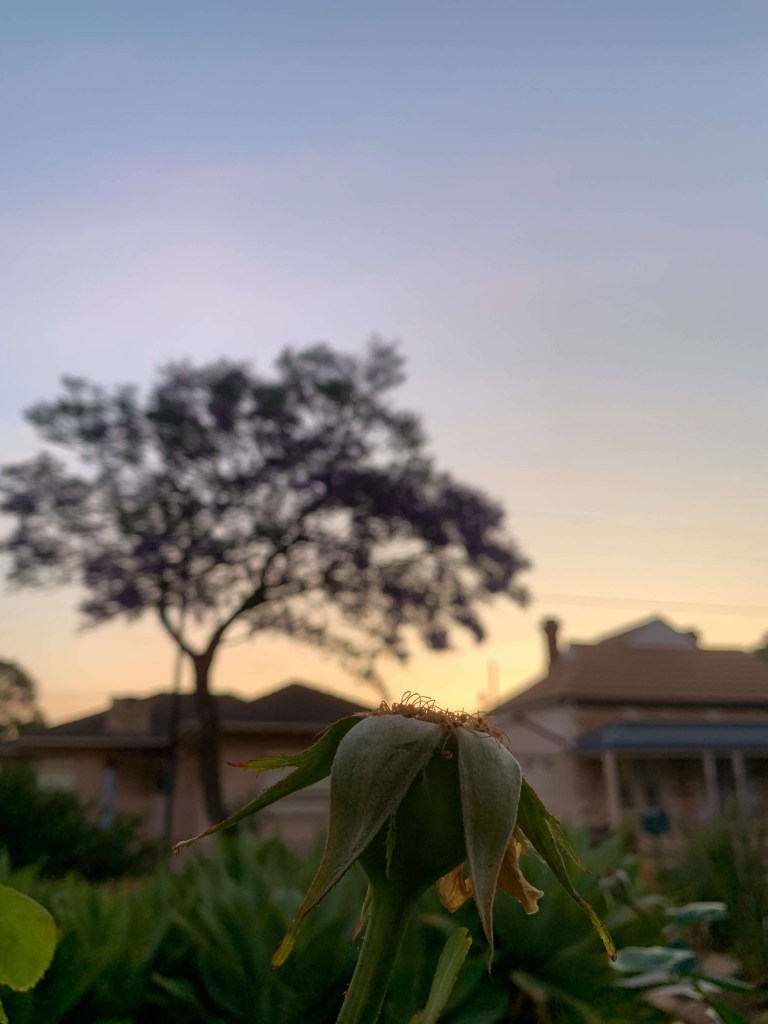 Close up photo of a dead rose with the sun setting in the background. 