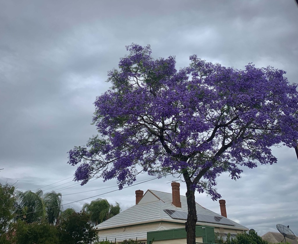 Photo of a jacaranda tree in bloom, against a grey and cloudy sky. 