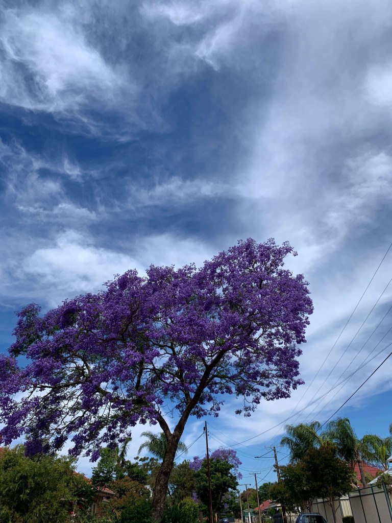 A jacaranda tree in bloom, its canopy slightly leaning over the road. 