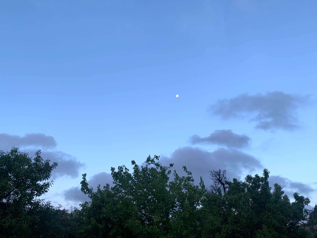 Photo of the moon in the distance with a canopy of deep green tree in the foreground. 