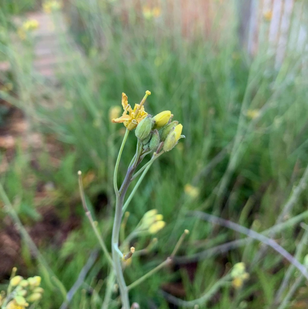 Close up photo of buds of a perennial wall rocket bush. 