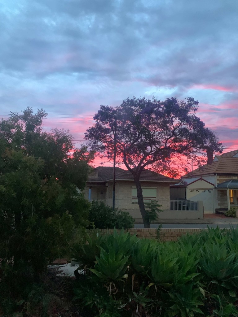 Photo of the vibrant pink of the sunset behind a jacaranda tree and the roofs of suburban houses. 