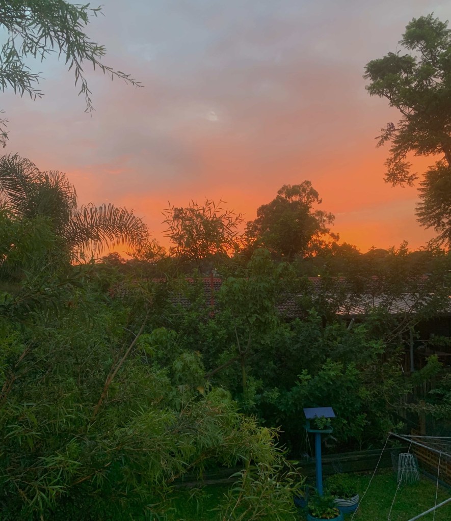Photo of the early orange colours of the sunrise behind tropical trees.