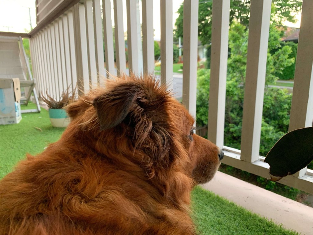 Close up photo of a golden retriever sitting in a balcony, looking down at the street. 
