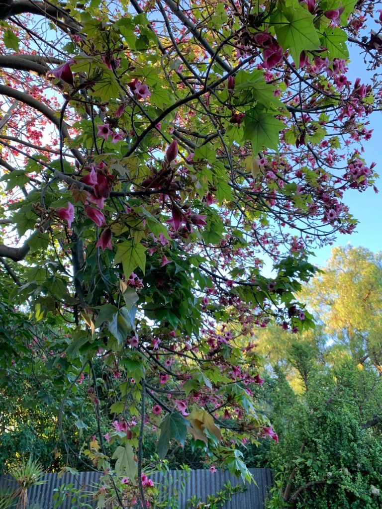 Photo of a tree laden with pink flowers. 